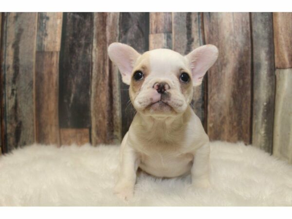 French Bulldog-DOG-Male-White/Cream-15142-Petland Racine, Wisconsin