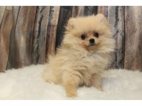 Pomeranian-DOG-Female-Cream-15145-Petland Racine, Wisconsin