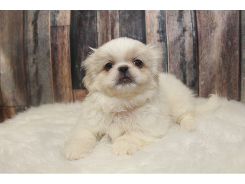 White sales pekingese puppies
