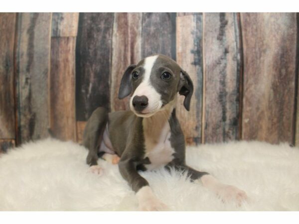 Italian Greyhound DOG Male Blue 15148 Petland Racine, Wisconsin