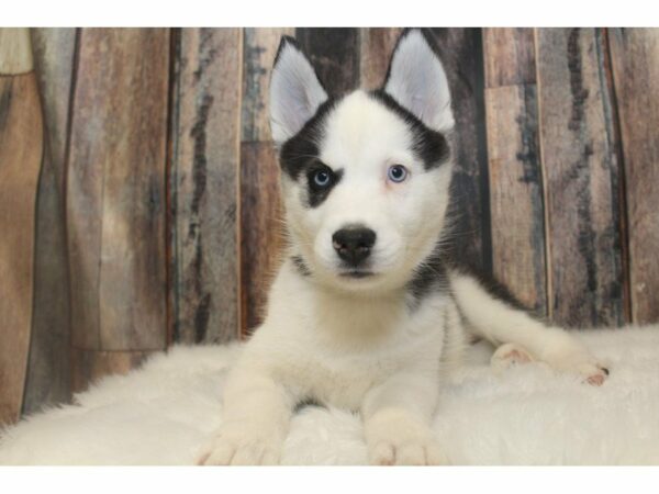 Siberian Husky-DOG-Female-Black/White-15155-Petland Racine, Wisconsin