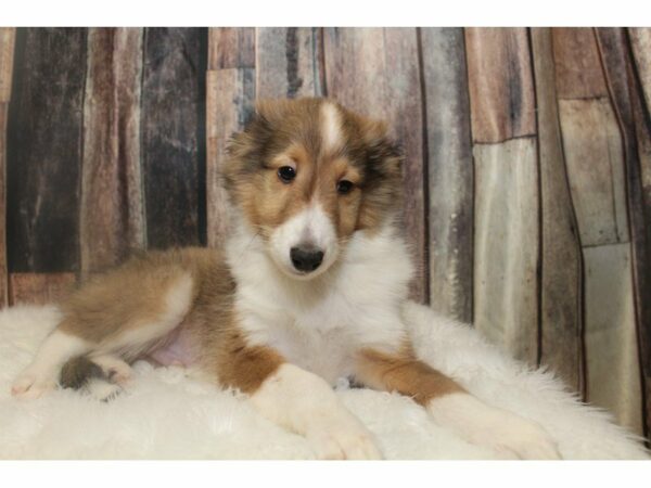 Shetland Sheepdog-DOG-Male-Sable/White-15157-Petland Racine, Wisconsin