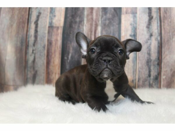 French Bulldog-DOG-Male-Brindle-15159-Petland Racine, Wisconsin