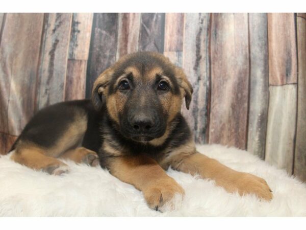 German Shepherd-DOG-Male-Black/Tan-15160-Petland Racine, Wisconsin