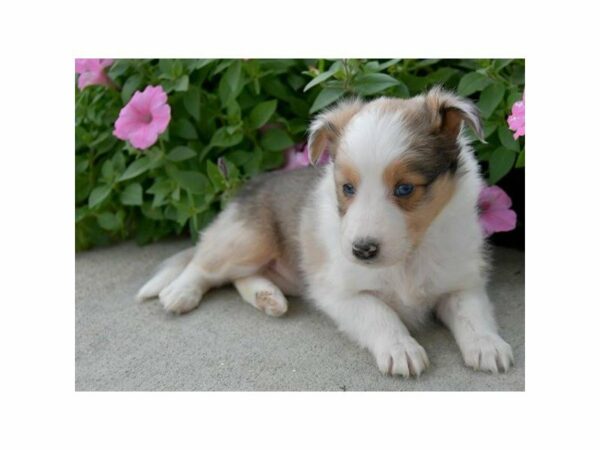 Shetland Sheepdog-DOG-Female-Sable Merle-15172-Petland Racine, Wisconsin