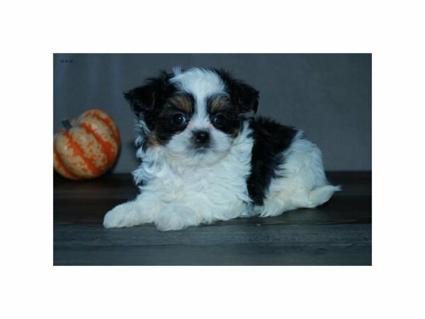 Chihuahua/Shih Tzu-DOG-Male-Black / White-15170-Petland Racine, Wisconsin