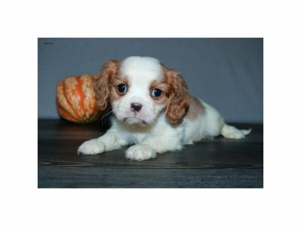 Cavalier King Charles Spaniel-DOG-Female-Blenheim-15168-Petland Racine, Wisconsin
