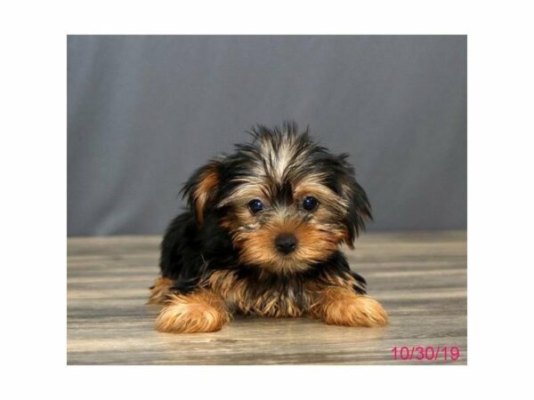 Yorkshire Terrier-DOG-Female-Black/Tan-15164-Petland Racine, Wisconsin