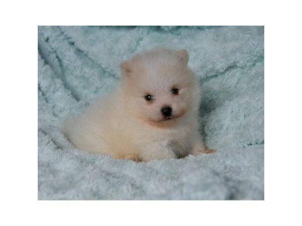 Pomeranian-DOG-Male-Cream-23596-Petland Racine, Wisconsin