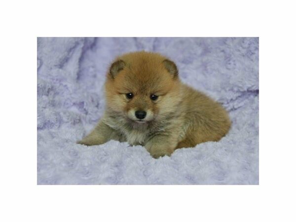 Pom/Shiba-DOG-Female-Cream Sable-23595-Petland Racine, Wisconsin