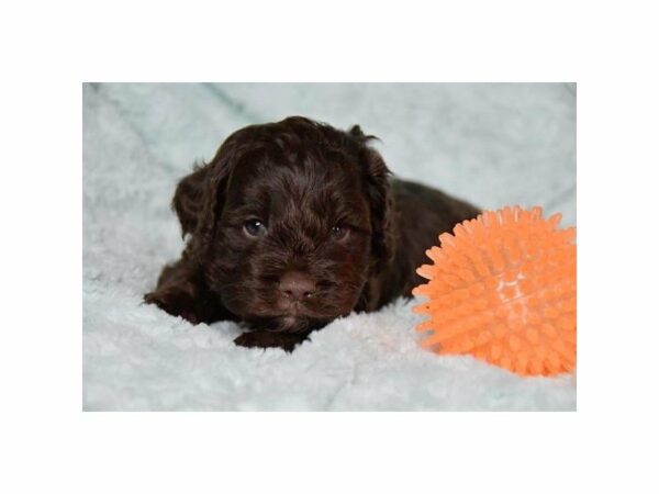 Cockapoo DOG Male Chocolate 23594 Petland Racine, Wisconsin