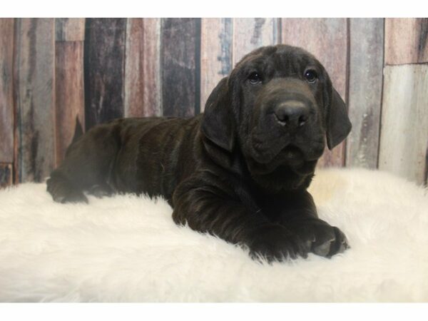 Shar Pei/Basset Hound-DOG-Female-Black-15163-Petland Racine, Wisconsin