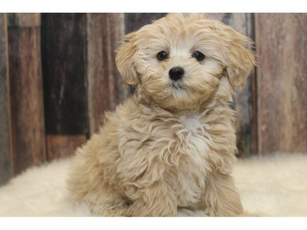 Malti Poo-DOG-Male-Cream-15171-Petland Racine, Wisconsin