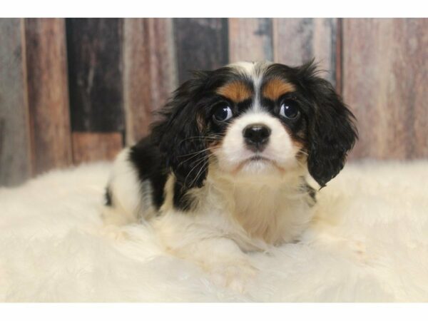 Cavalier King Charles Spaniel-DOG-Male-Tri-Colored-15173-Petland Racine, Wisconsin