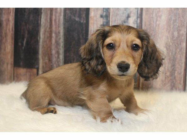 Dachshund-DOG-Male-Dark Red-15177-Petland Racine, Wisconsin