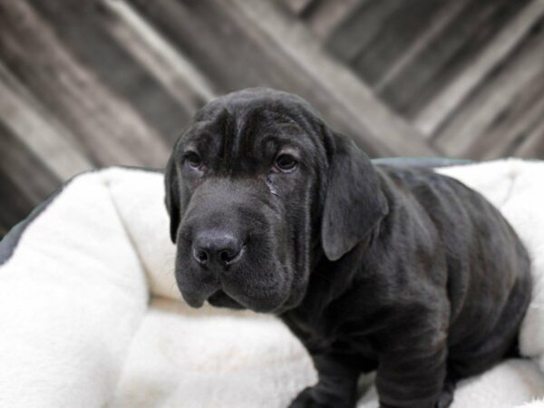 Walrus-DOG-Male-BLK-23601-Petland Racine, Wisconsin