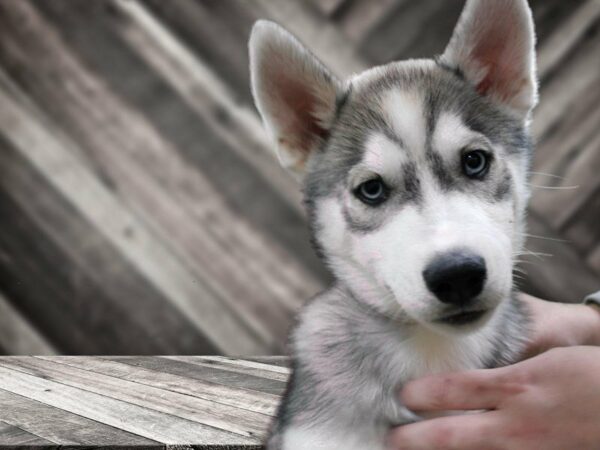 Siberian Husky-DOG-Male-Agouti / White-23597-Petland Racine, Wisconsin
