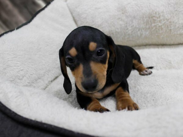 Dachshund-DOG-Female-BLK/TAN-23583-Petland Racine, Wisconsin