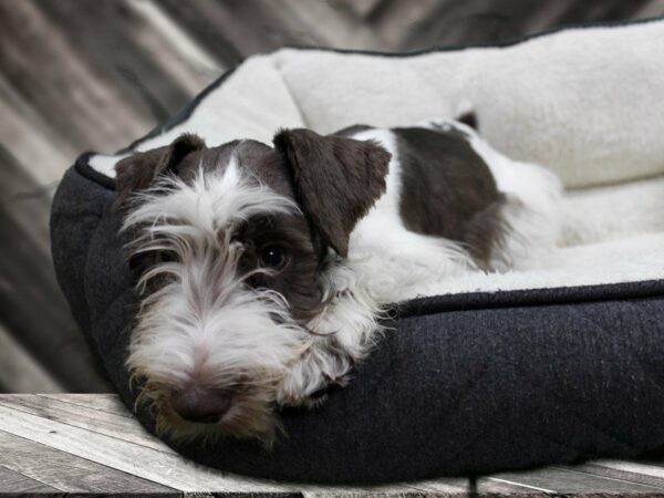 Miniature Schnauzer-DOG-Male-LIV/PRTI-23581-Petland Racine, Wisconsin