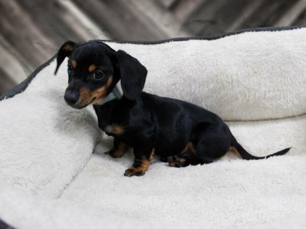 Dachshund-DOG-Male-BLK/TAN-23582-Petland Racine, Wisconsin
