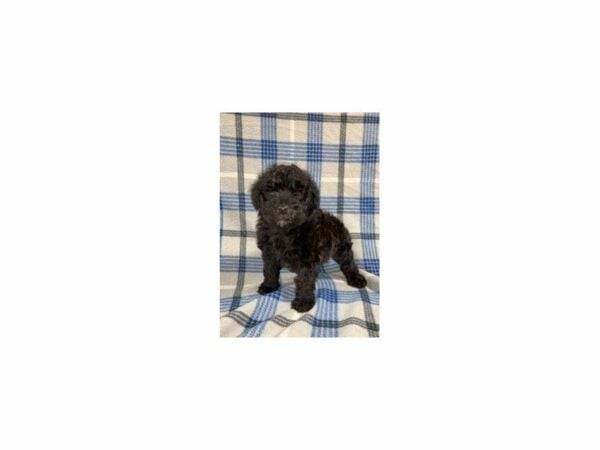 Mini Whoodle-DOG-Male-Black-23619-Petland Racine, Wisconsin