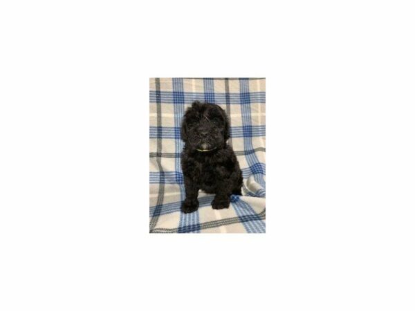 Mini Whoodle DOG Female Black 23618 Petland Racine, Wisconsin