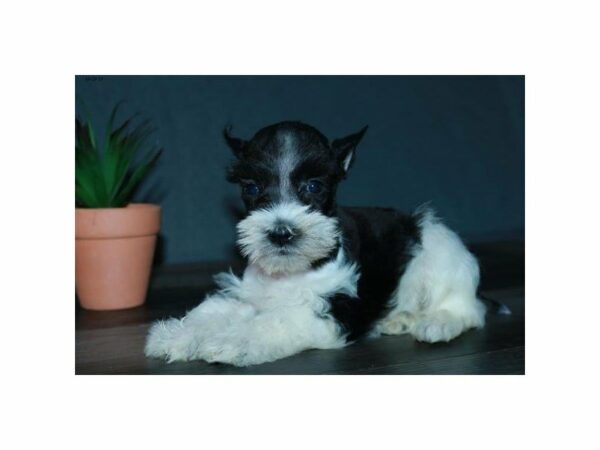 Miniature Schnauzer-DOG-Female-Black / White-15190-Petland Racine, Wisconsin
