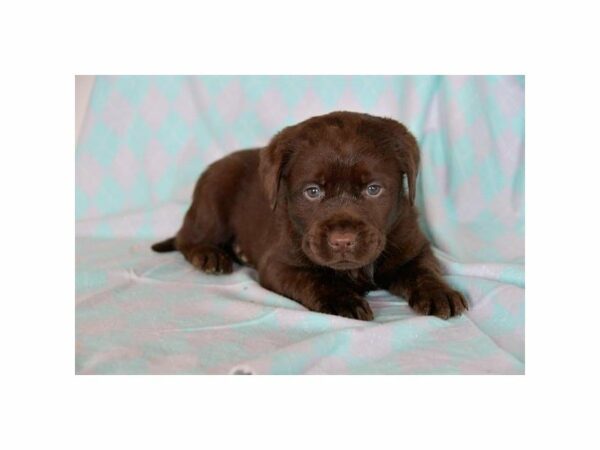 Labrador Retriever-DOG-Male-Chocolate-15185-Petland Racine, Wisconsin