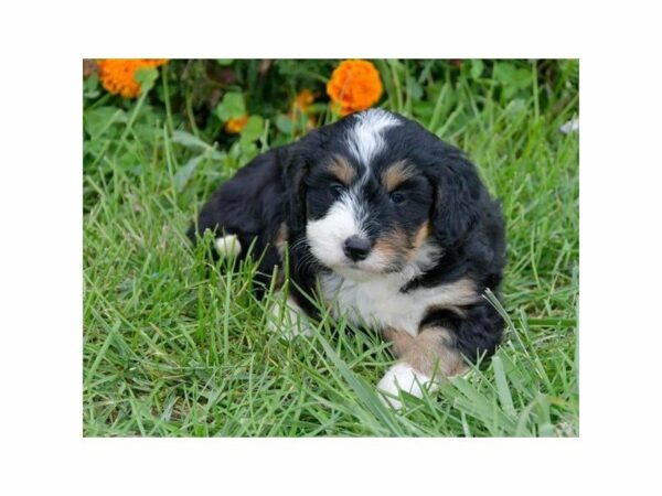 Mini Bernadoodle-DOG-Female-Tri-Colored-15182-Petland Racine, Wisconsin