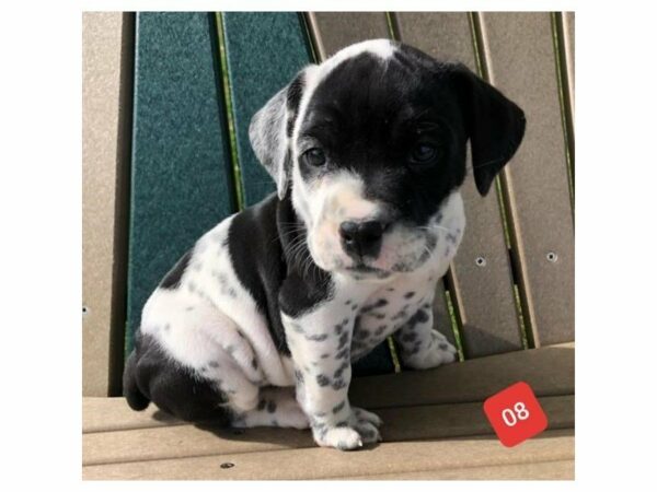 Bullmatian-DOG-Female-Black/White-15191-Petland Racine, Wisconsin