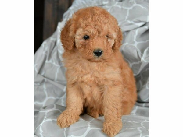 Poodle-DOG-Male-Red-23608-Petland Racine, Wisconsin