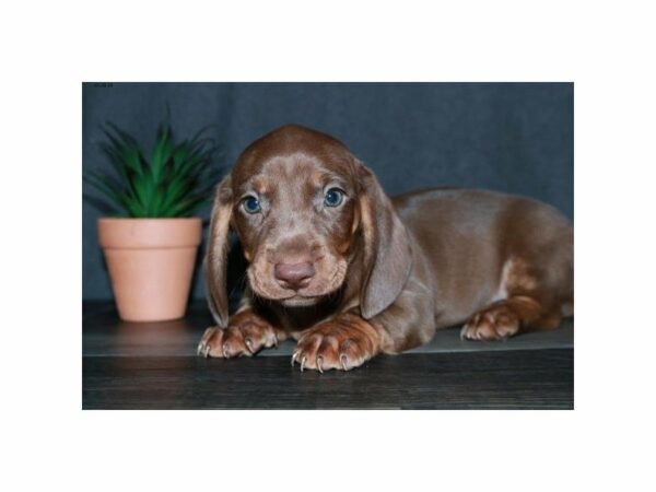 Dachshund-DOG-Male-Brown / Tan-23607-Petland Racine, Wisconsin