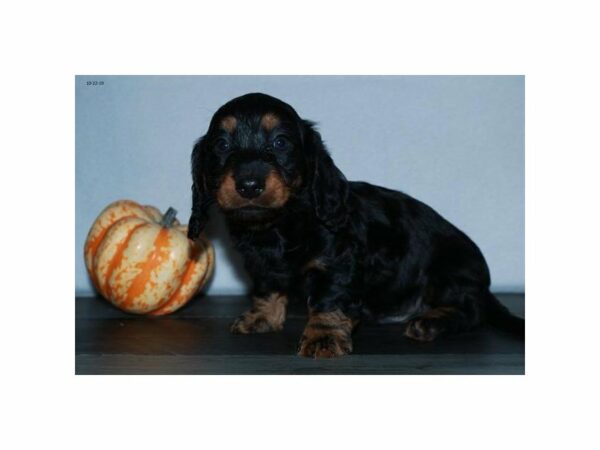 Dachshund-DOG-Male-Black-23611-Petland Racine, Wisconsin