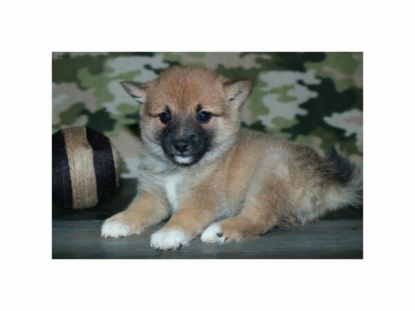 Shiba Inu-DOG-Female-Red-23610-Petland Racine, Wisconsin