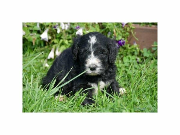 Bernadoodle-DOG-Male-Black / White-23603-Petland Racine, Wisconsin