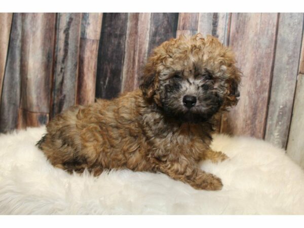 Shih Poo-DOG-Male-Sable-15196-Petland Racine, Wisconsin