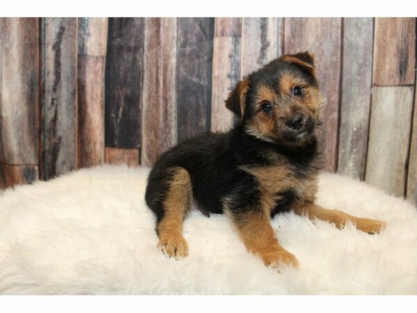 Yoranian-DOG-Male-Red/Black-15198-Petland Racine, Wisconsin