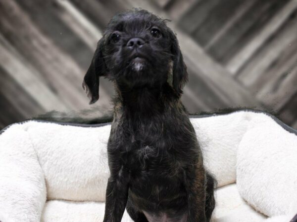 Pugapoo-DOG-Male-BLK/BRINDLE-23620-Petland Racine, Wisconsin