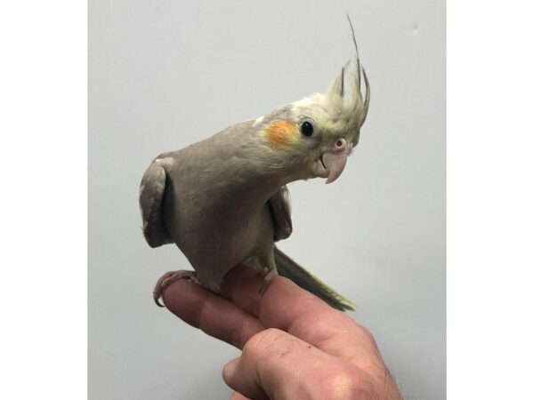 Cockatiel-BIRD-Female--23623-Petland Racine, Wisconsin