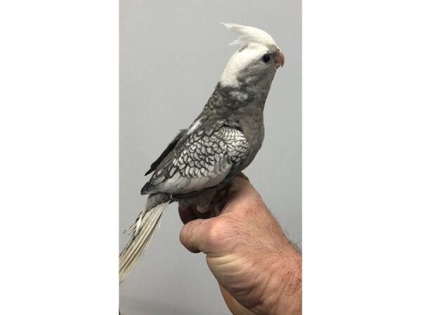 Cockatiel-BIRD-Female--23625-Petland Racine, Wisconsin