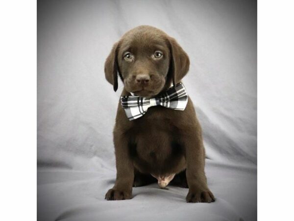 Labrador Retriever-DOG-Male-Chocolate-15217-Petland Racine, Wisconsin