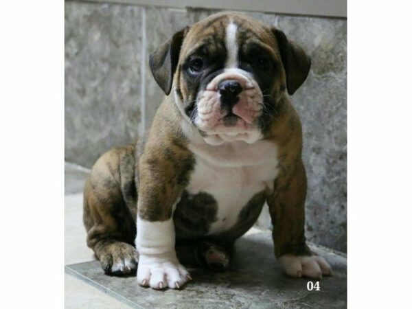 Olde Bulldog-DOG-Male-Red Brindle-23645-Petland Racine, Wisconsin