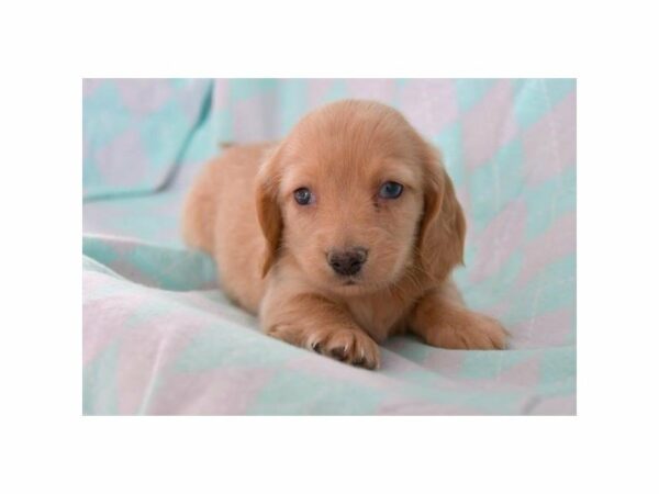 Dachshund-DOG-Male-Cream-23640-Petland Racine, Wisconsin