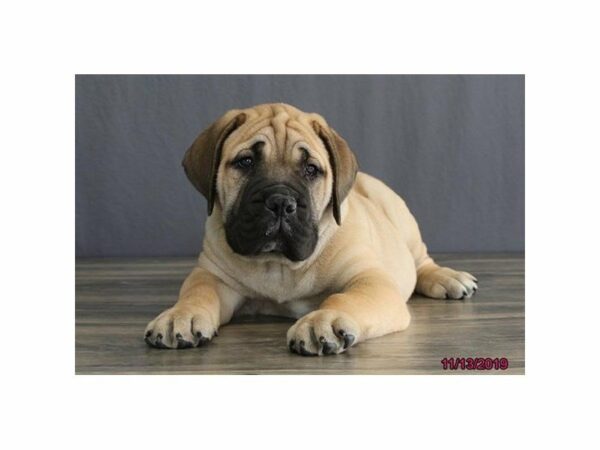 Bullmastiff-DOG-Male-Fawn-23635-Petland Racine, Wisconsin