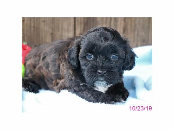 ShizaPoo-DOG-Male-Brindle-23637-Petland Racine, Wisconsin