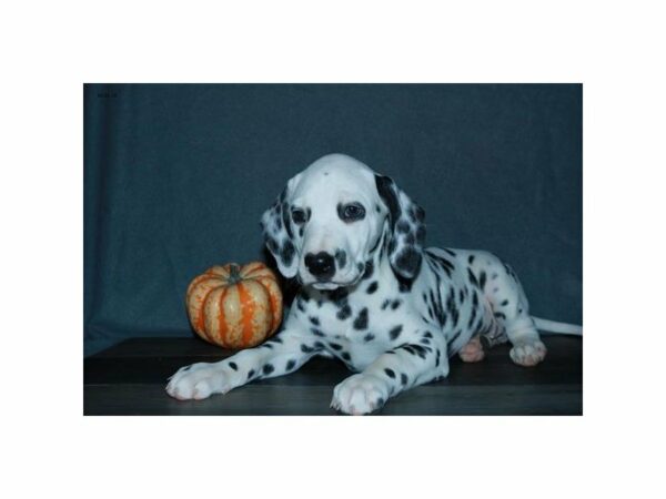 Dalmatian DOG Female Black / White 23642 Petland Racine, Wisconsin