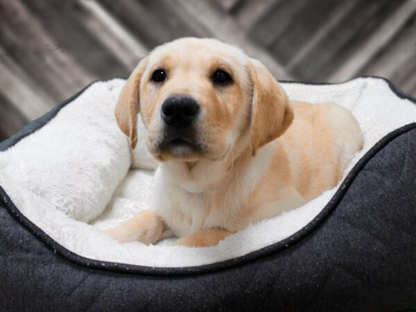 Labrador Retriever-DOG-Male-Yellow-23641-Petland Racine, Wisconsin