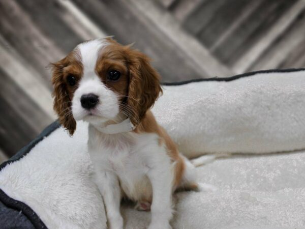 Cavalier King Charles Spaniel-DOG-Male-Blenheim-23636-Petland Racine, Wisconsin