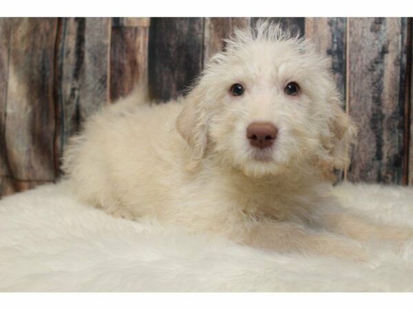 Labradoodle-Mini-DOG-Male-Cream-15204-Petland Racine, Wisconsin