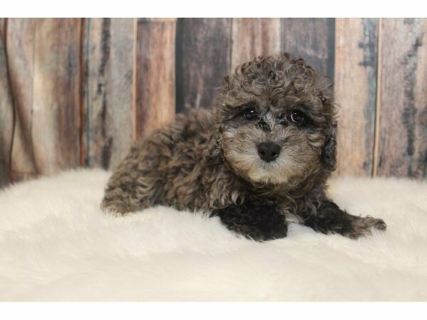 Poodle-DOG-Male-Blue Merle-15208-Petland Racine, Wisconsin
